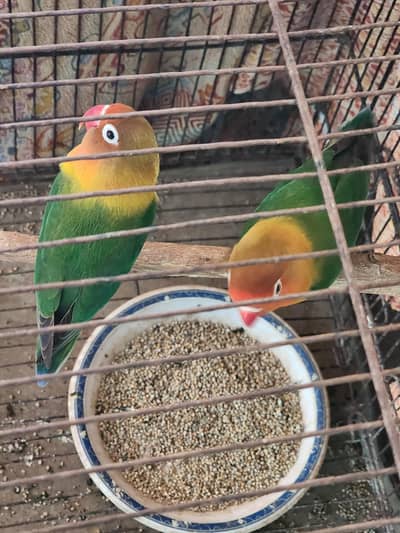Green Fischer with Cage, A Pair