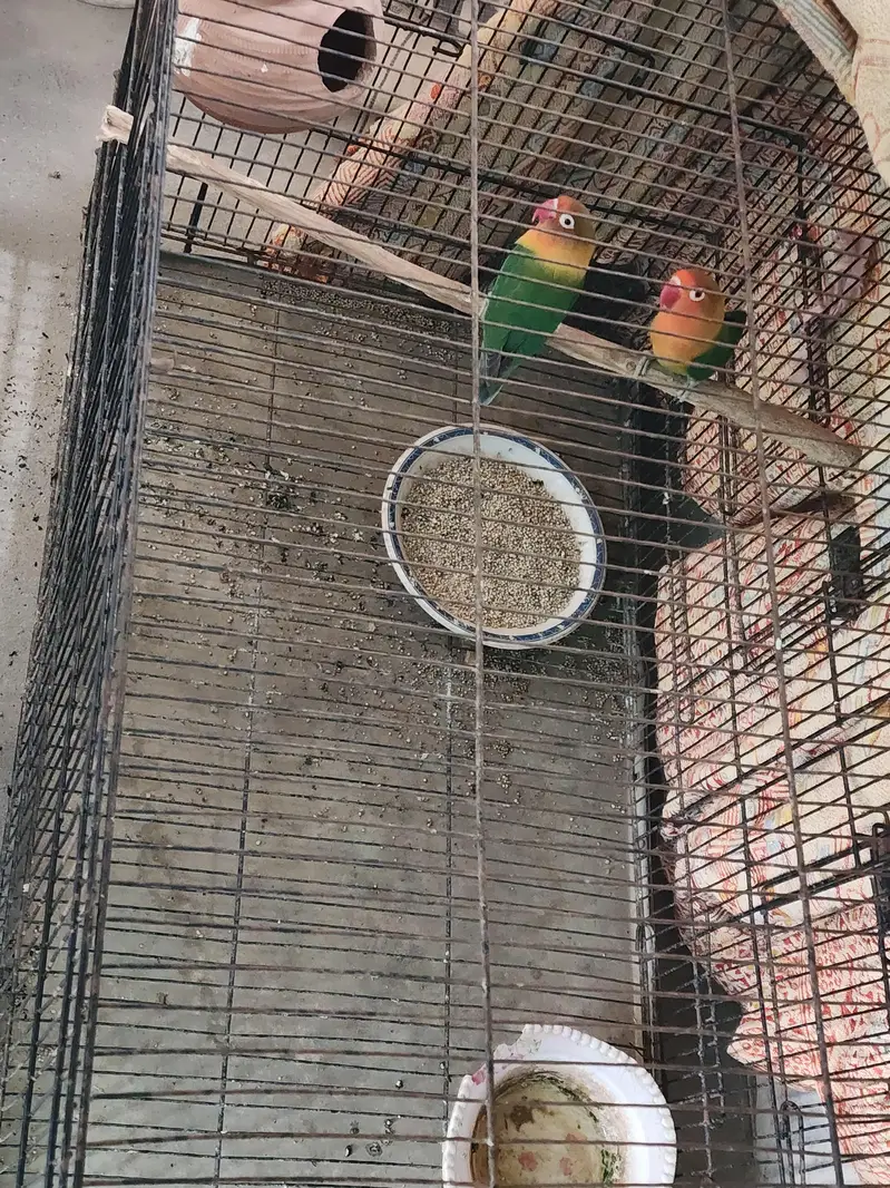 Green Fischer with Cage, A Pair — photo 2