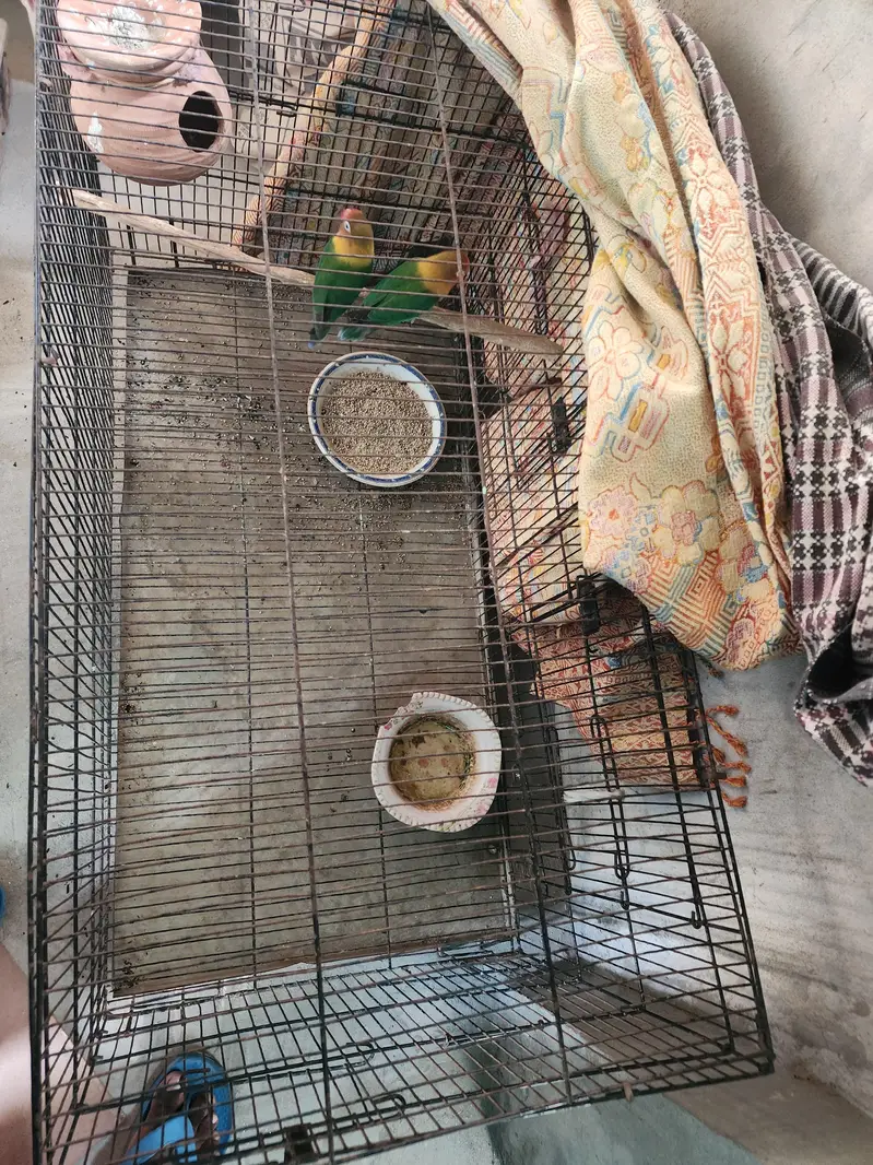Green Fischer with Cage, A Pair — photo 3