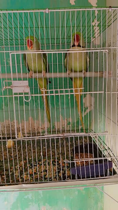 Pahari parrot breeding pair