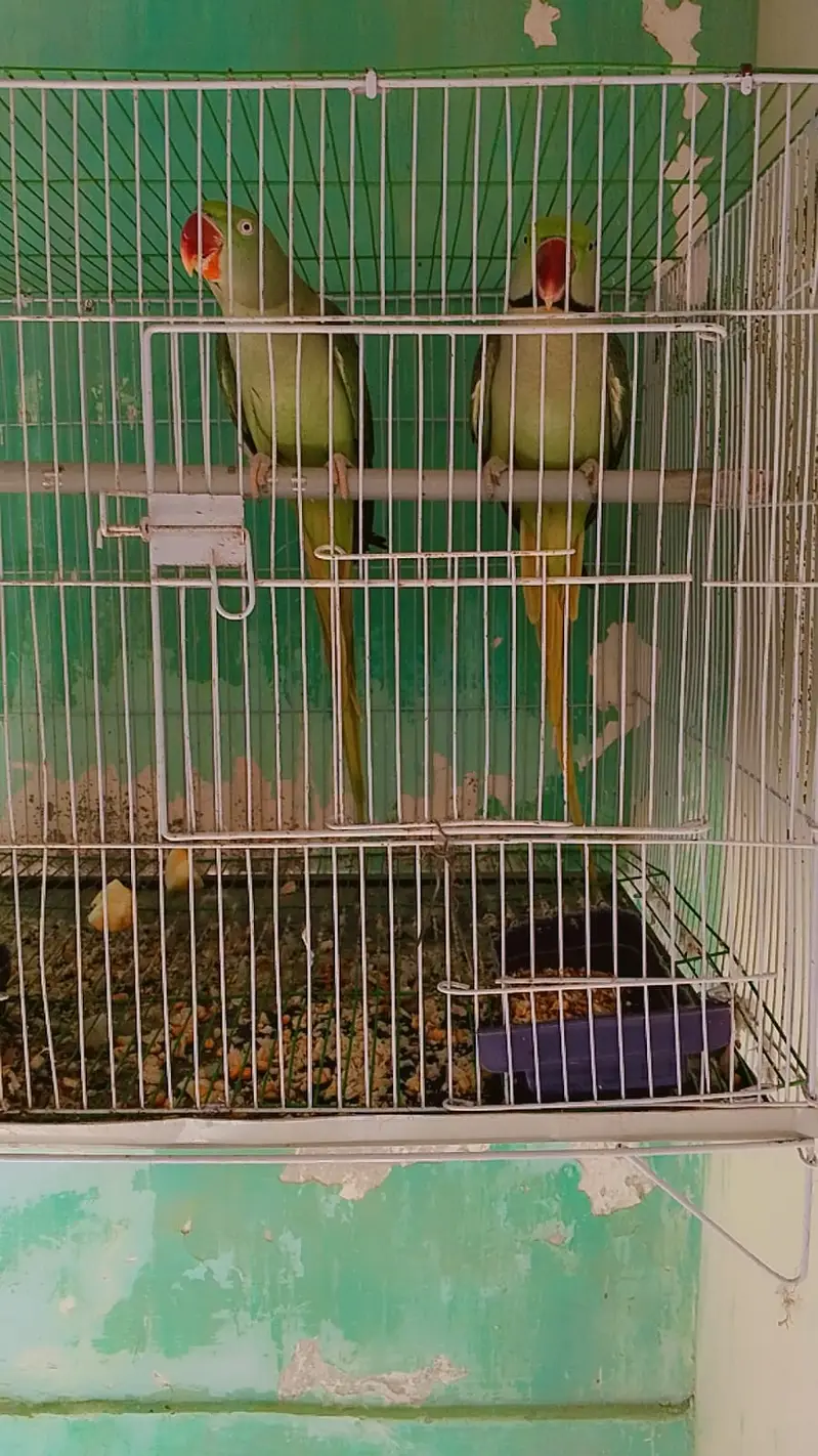 Pahari parrot breeding pair — photo 2