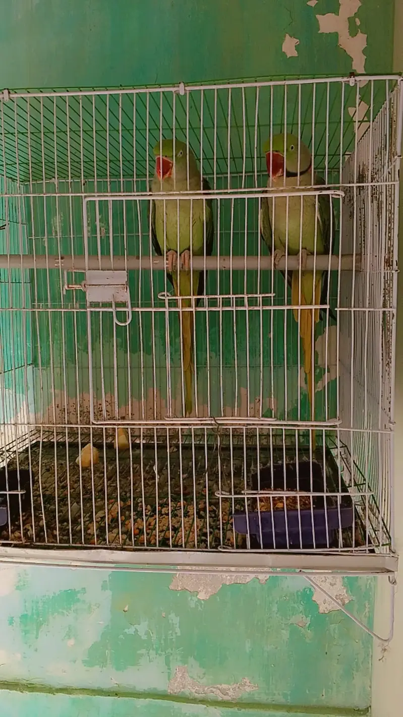 Pahari parrot breeding pair — photo 3