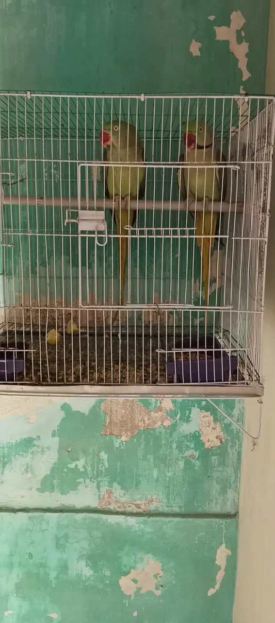 Pahari parrot breeding pair — photo 4