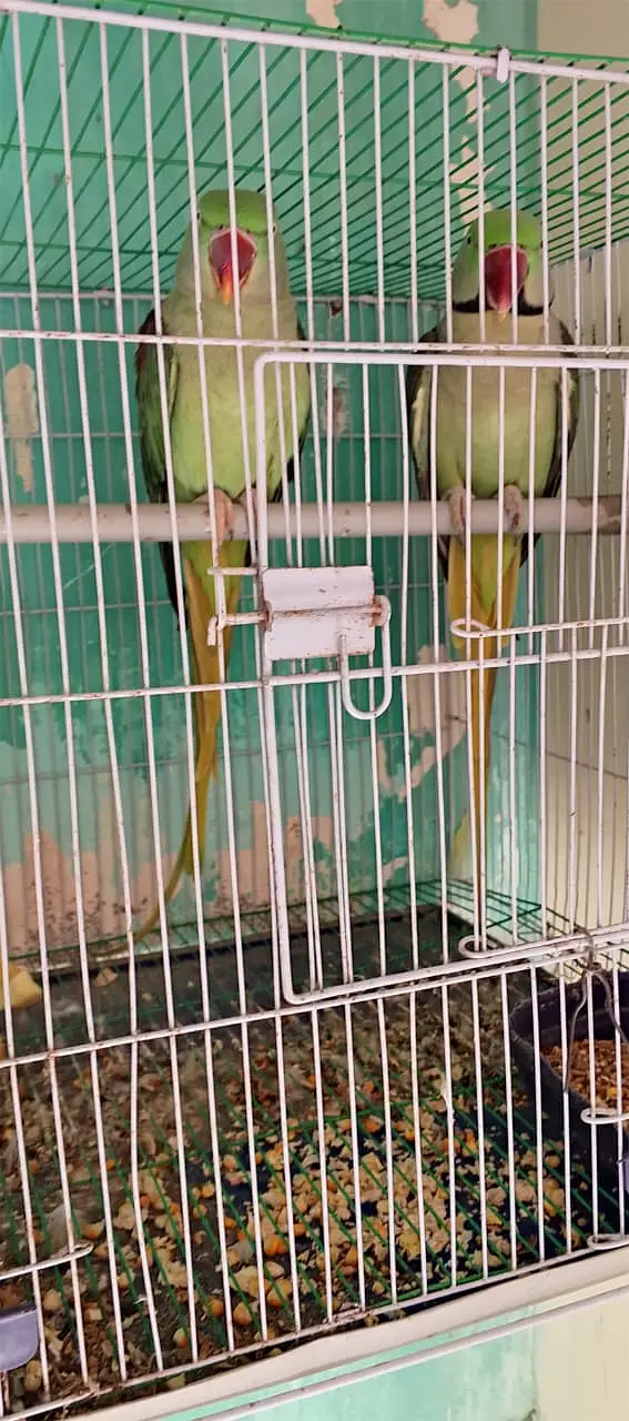 Pahari parrot breeding pair — photo 5