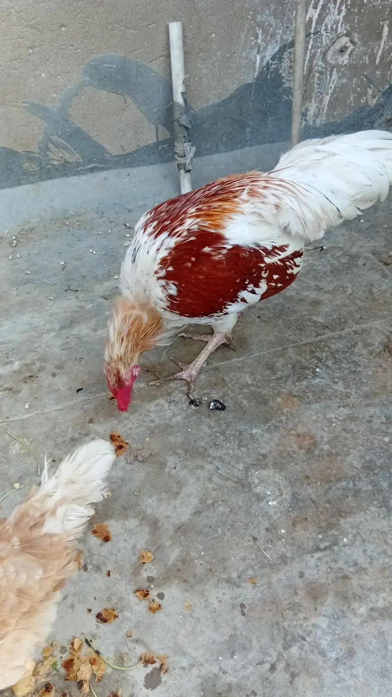 2 female 1 male — photo 2