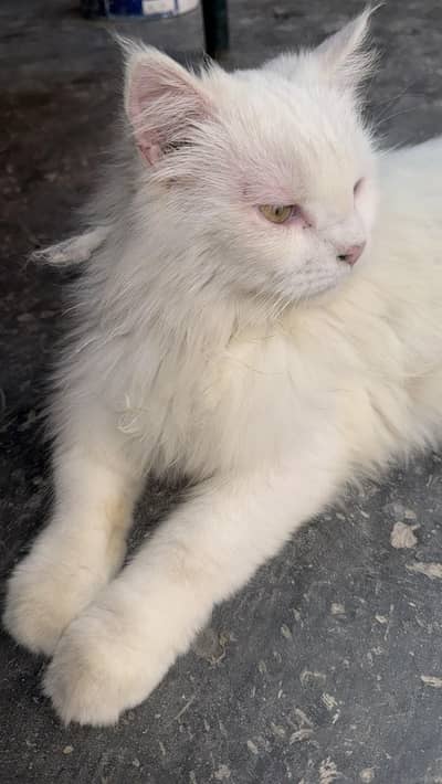 Persian