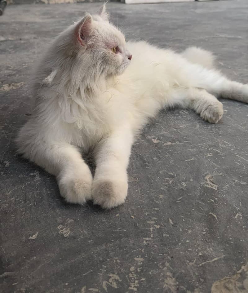 Persian 2