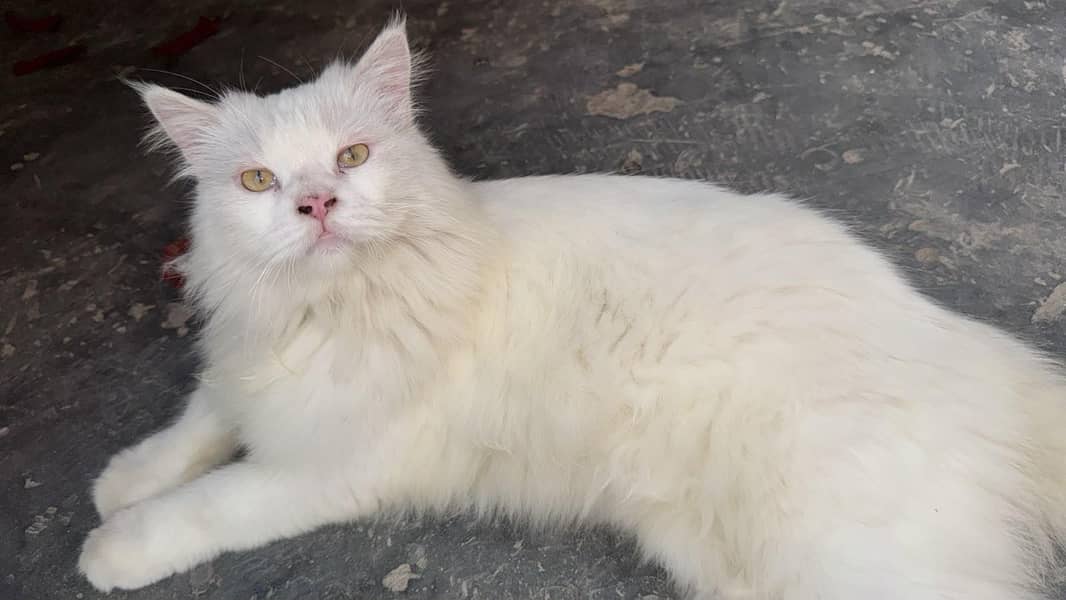Persian 3