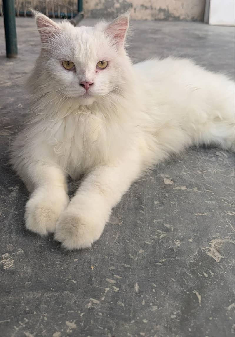 Persian 5