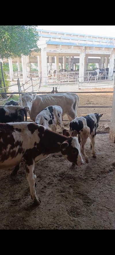 7 male calf for sale