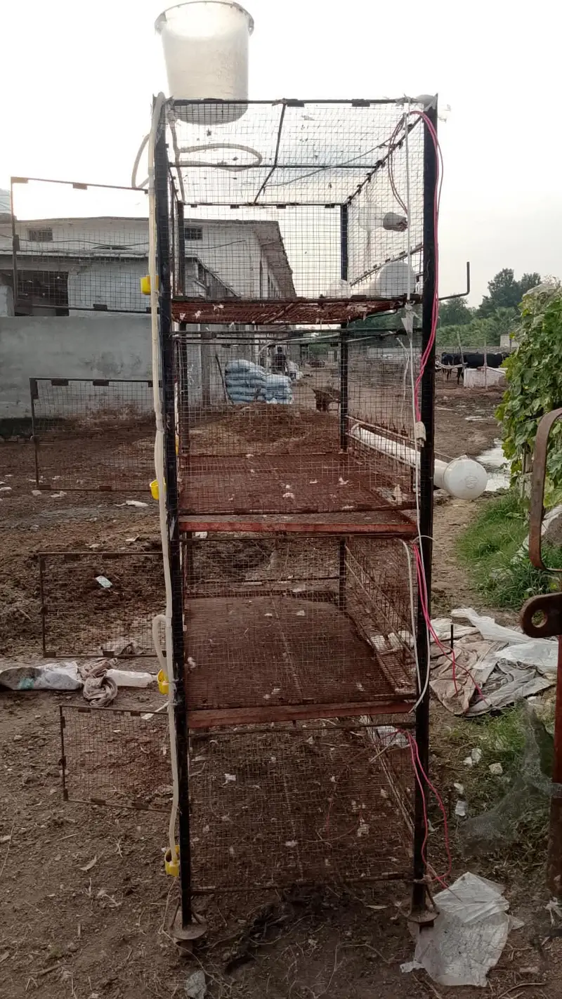 7 فٹ بڑا لوہے کا طوطوں کا پنجرہ، پہیوں کے ساتھ — photo 7