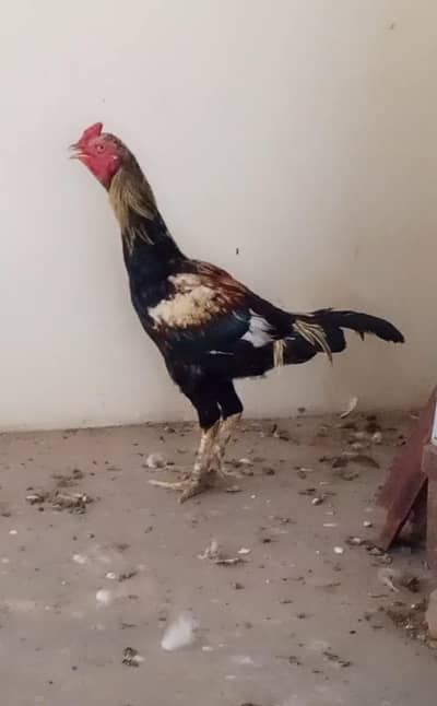 urgent for sale