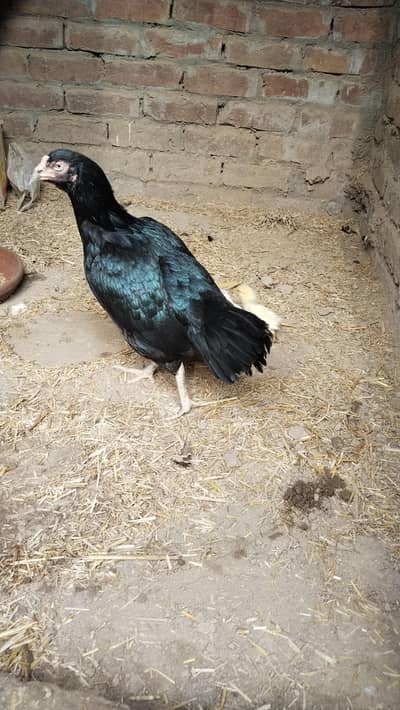 Full Black Aseel Hen With 4 Quality Chicks | Beautiful Aseel Breed