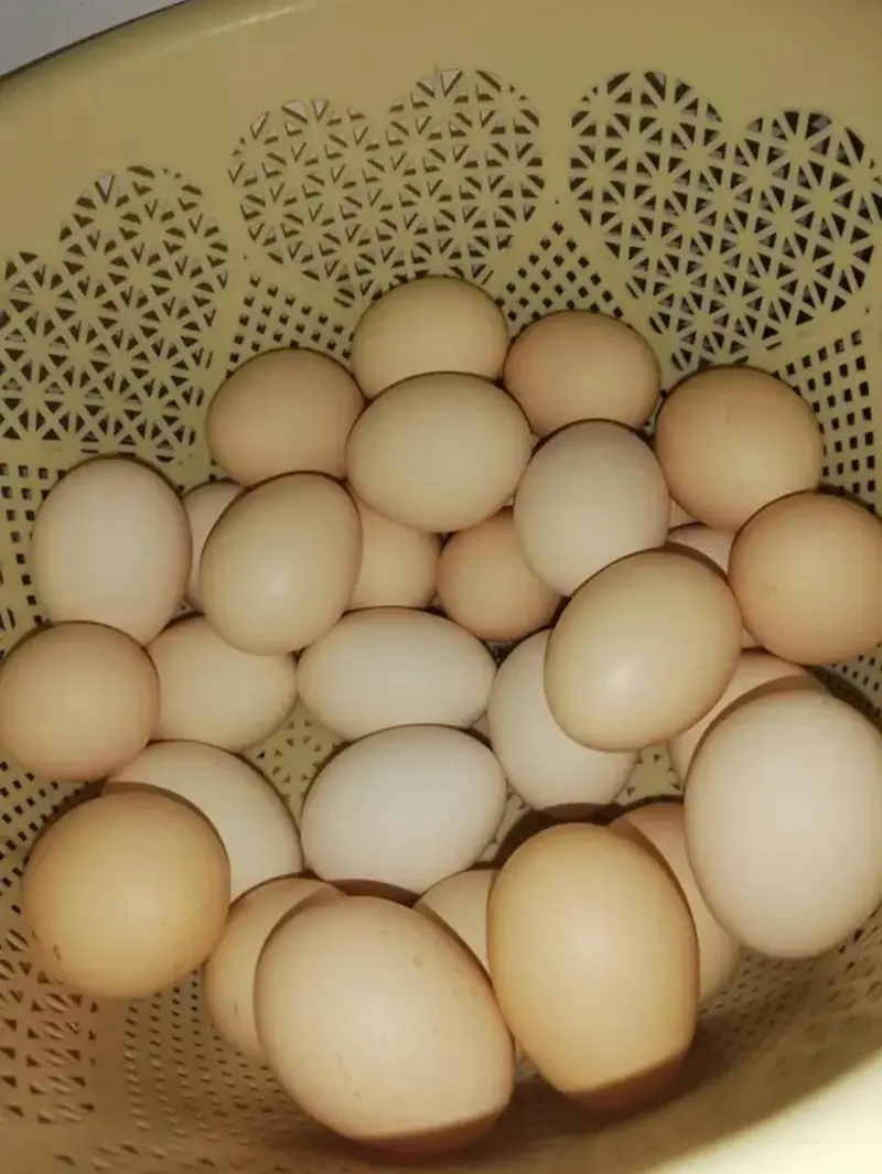 Desi eggs home production — photo 2
