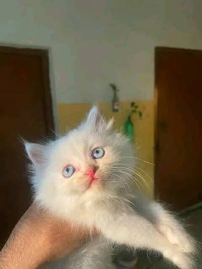 Persian kitten triple coat