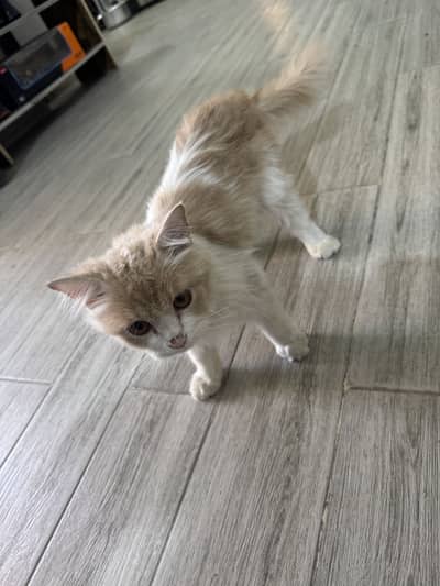 Persian cat