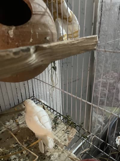 Albino love birds breeer pair for sale