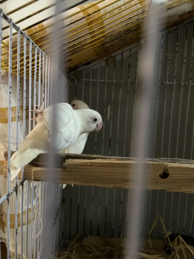 Albino love birds breeer pair for sale — photo 2