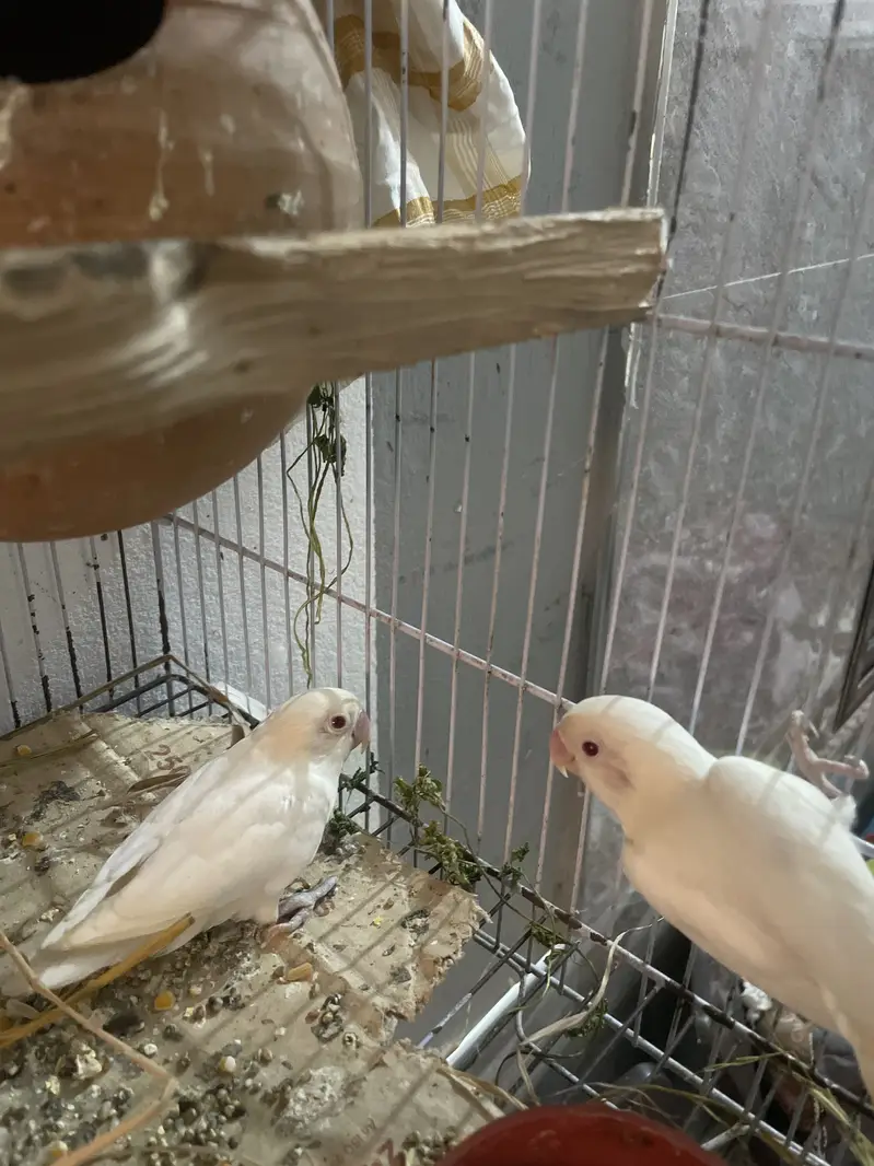 Albino love birds breeer pair for sale — photo 3