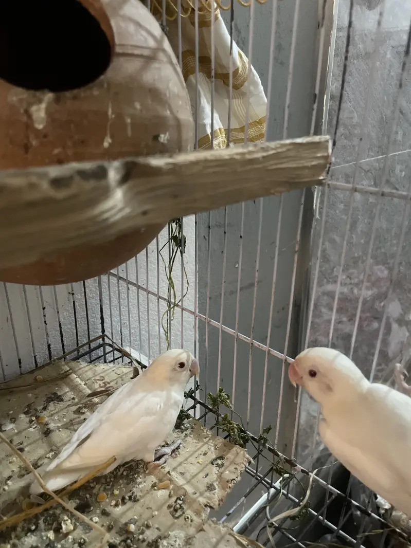 Albino love birds breeer pair for sale — photo 4