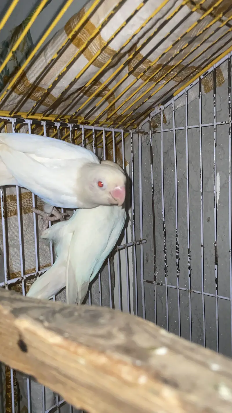 Albino love birds breeer pair for sale — photo 5