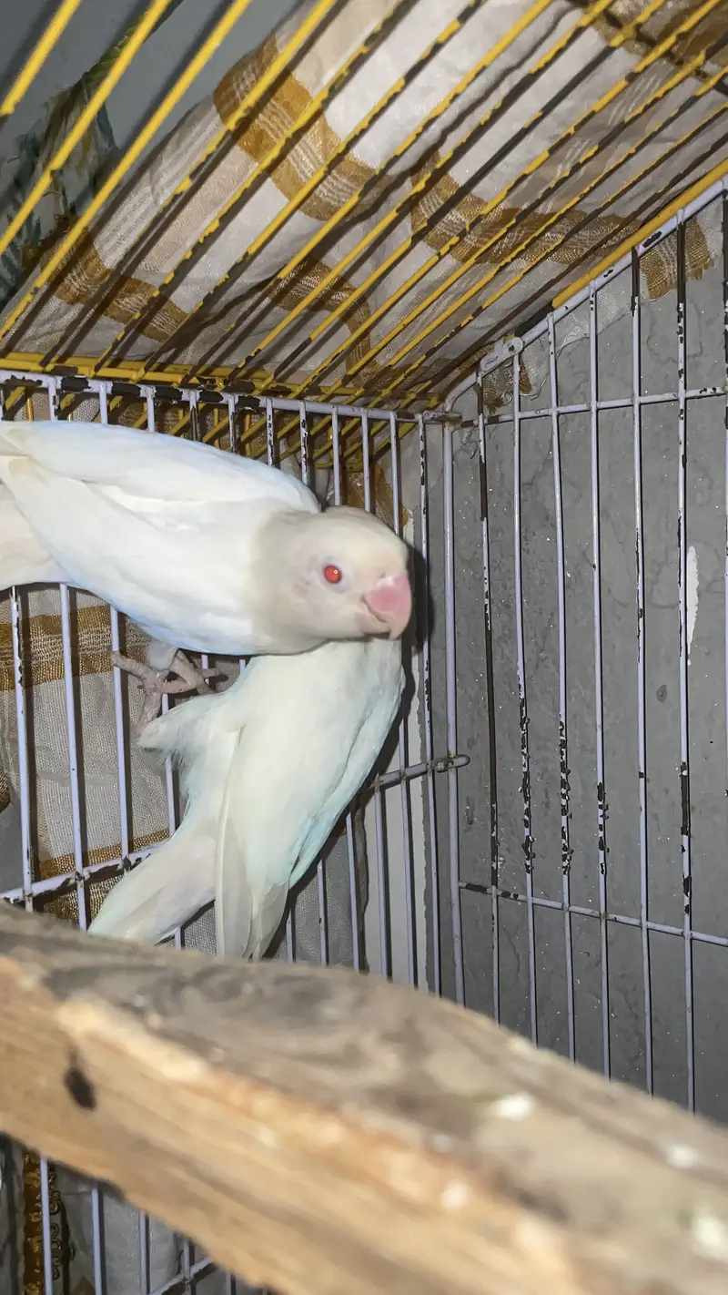 Albino love birds breeer pair for sale — photo 6