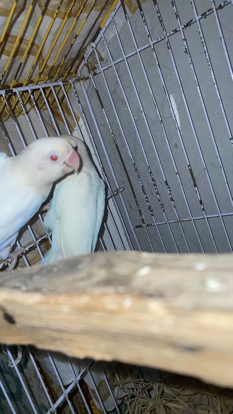 Albino love birds breeer pair for sale — photo 7