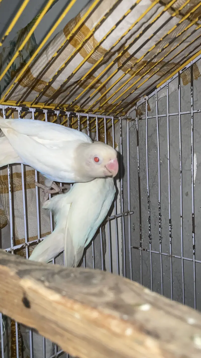 Albino love birds breeer pair for sale — photo 8