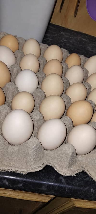 Desi eggs of home production