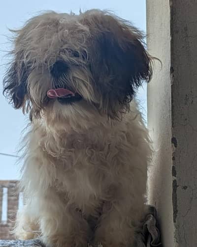 shitzu| shitzu male| shitzu dog| male dog