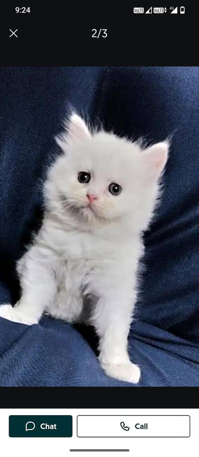 baby cat ha boUt quite h agar kisi KO chye ho rabta kry munsab hi mil