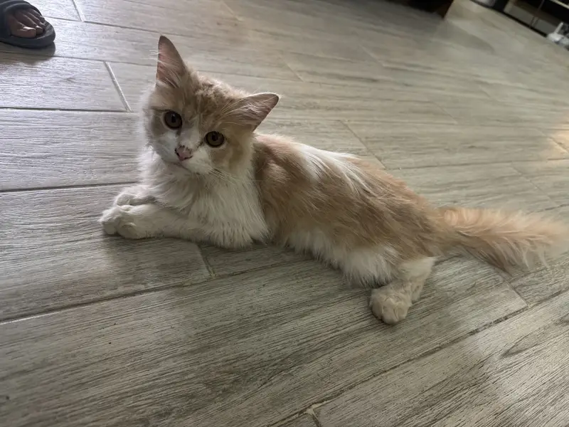 Persian cat — photo 2