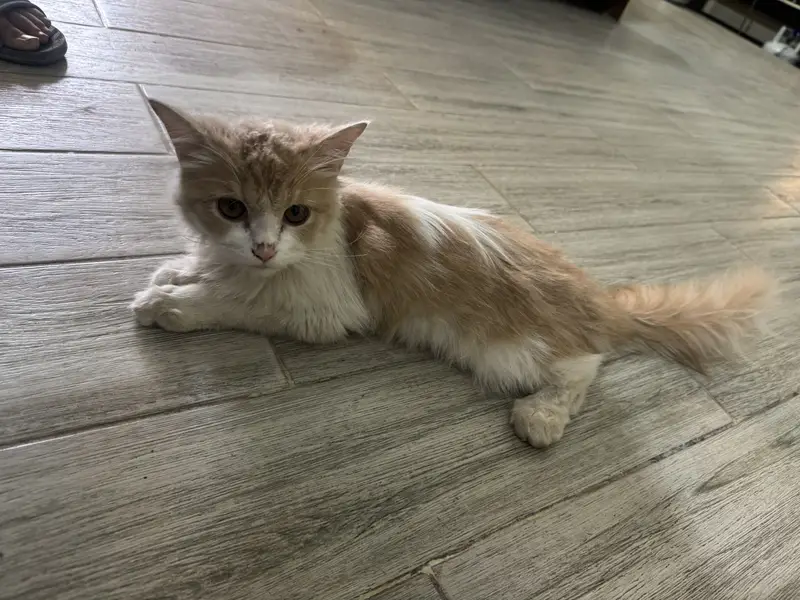 Persian cat — photo 3