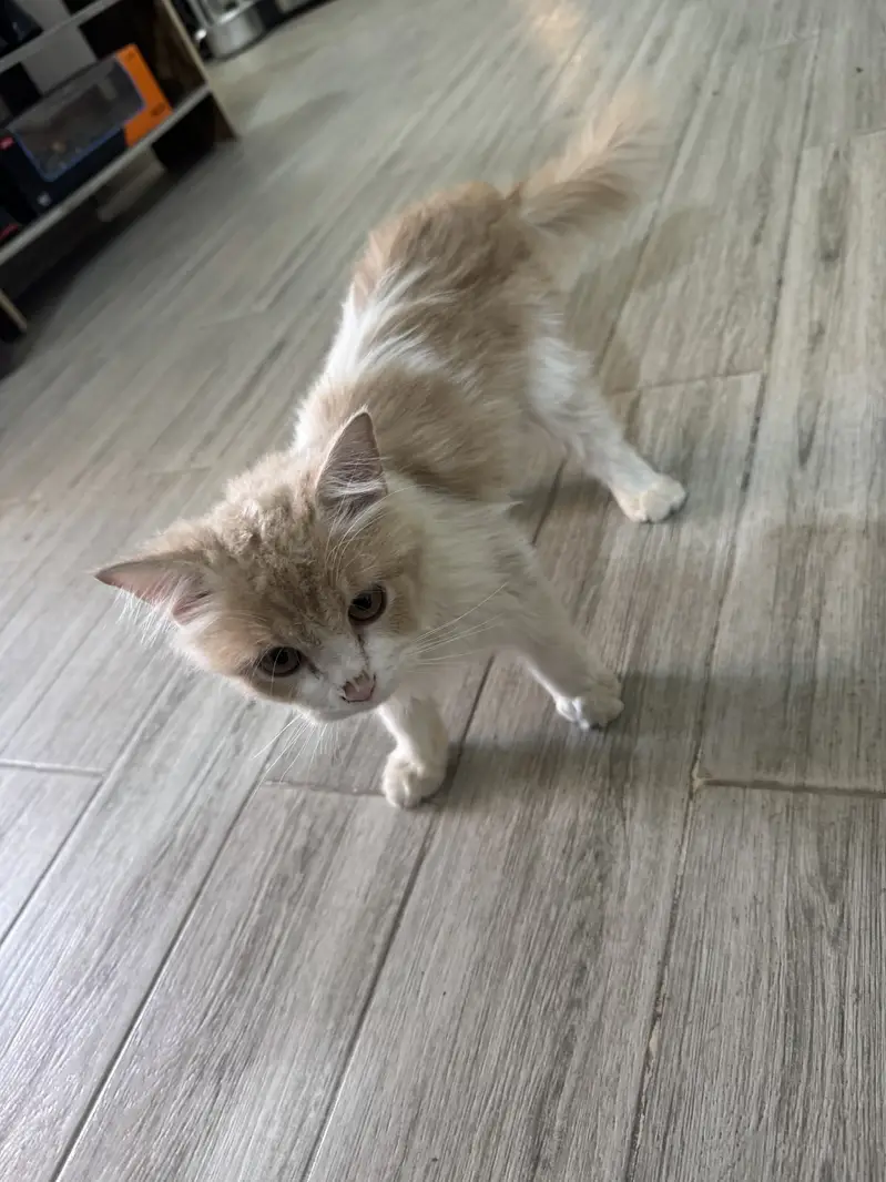 Persian cat — photo 4