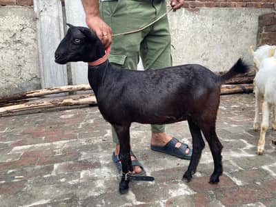 Black Teddy female goat