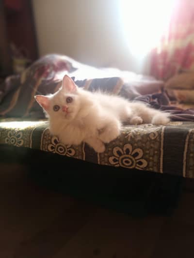 Beautiful Snow White Kitten – 3 Months Old