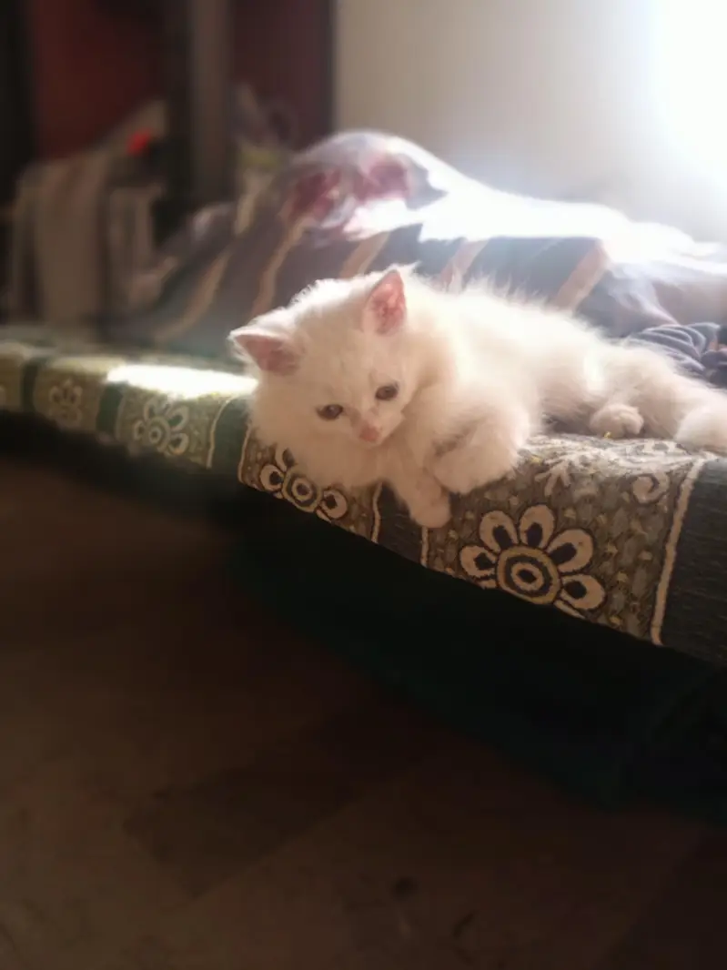 Beautiful Snow White Kitten – 3 Months Old — photo 3
