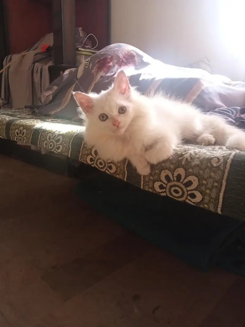 Beautiful Snow White Kitten – 3 Months Old — photo 5