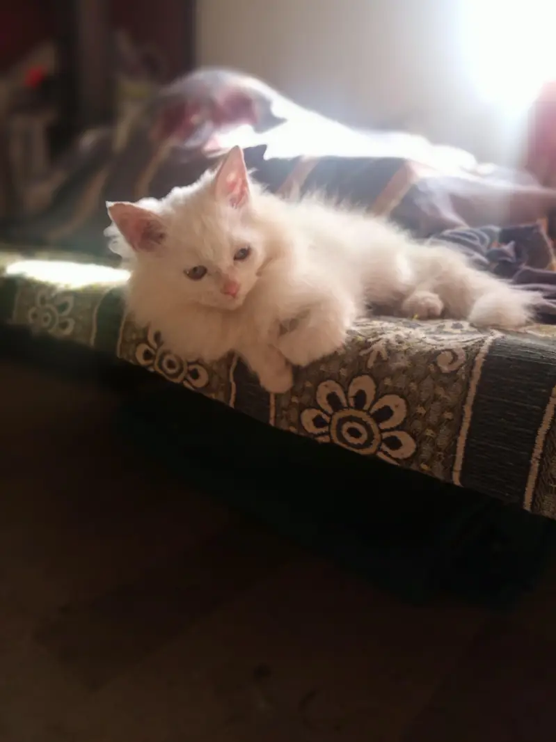 Beautiful Snow White Kitten – 3 Months Old — photo 6
