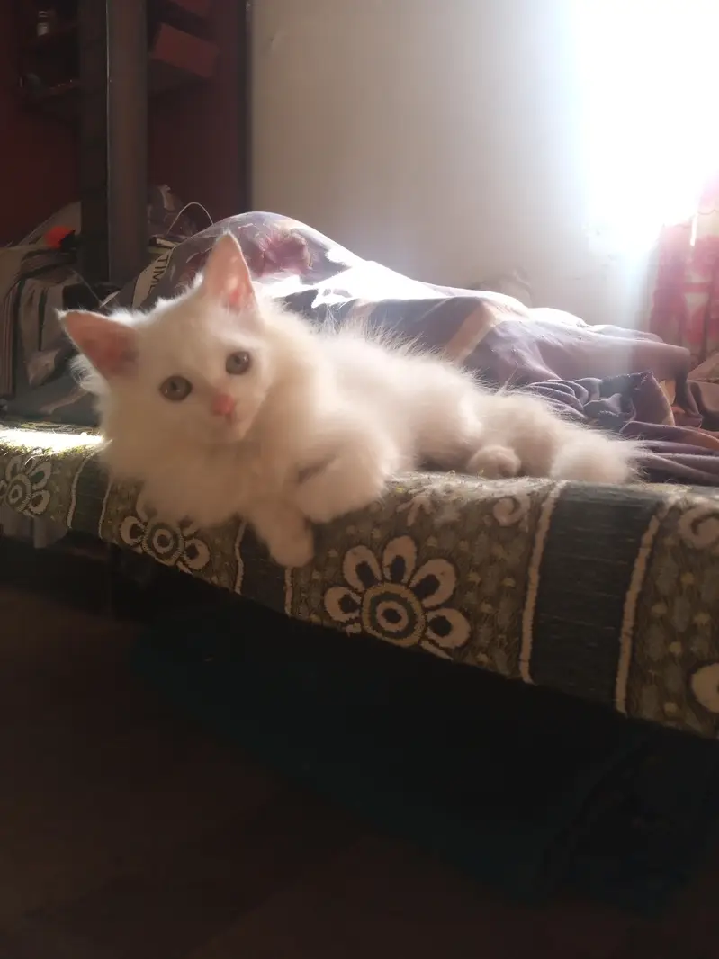 Beautiful Snow White Kitten – 3 Months Old — photo 7