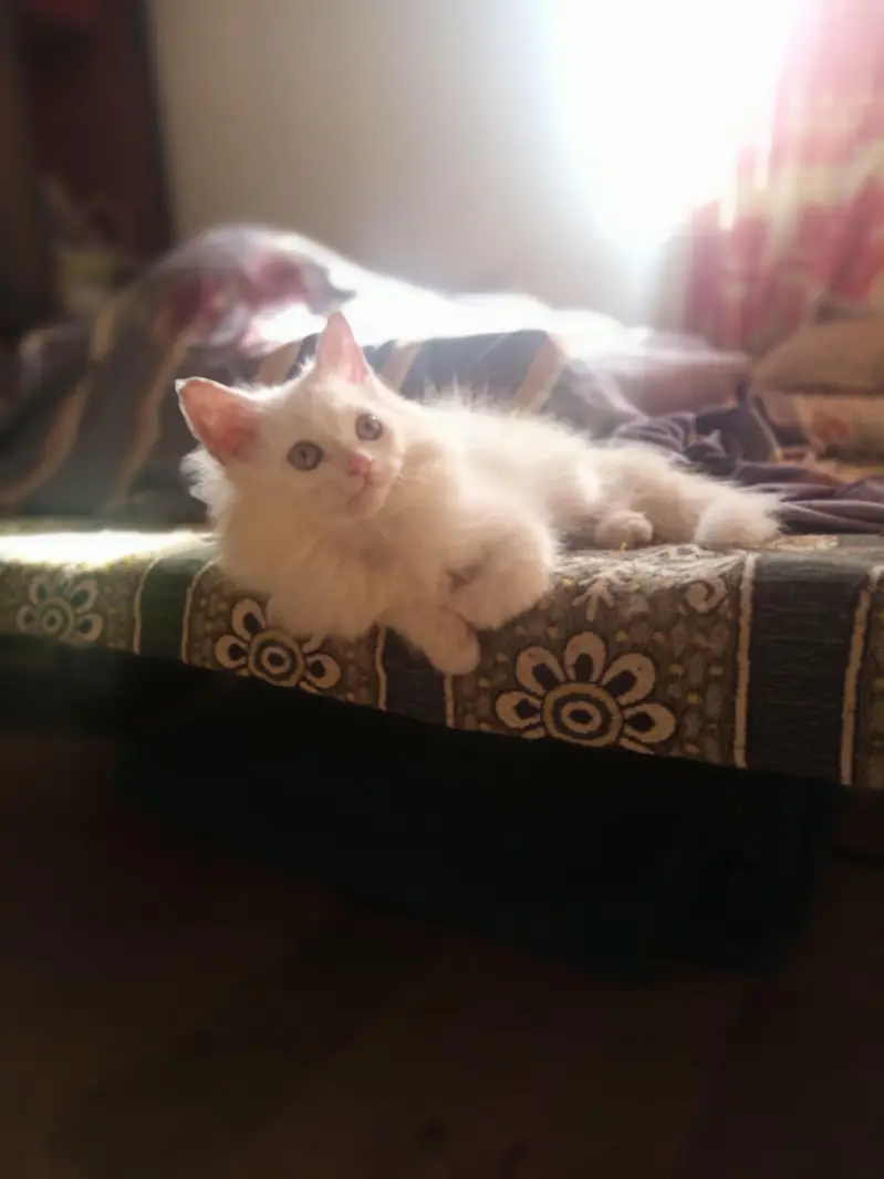 Beautiful Snow White Kitten – 3 Months Old — photo 8