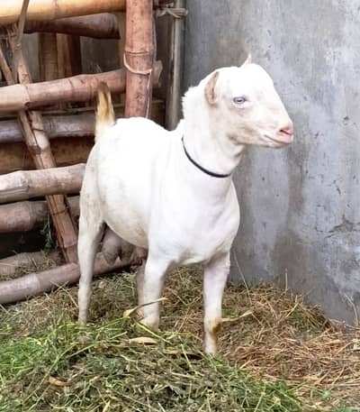 pure teddy gulabi breeder