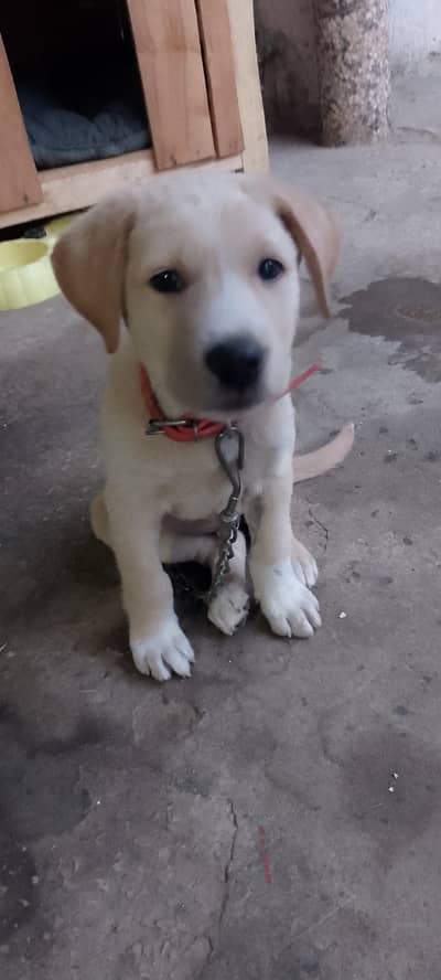 labrador puppy age 2month