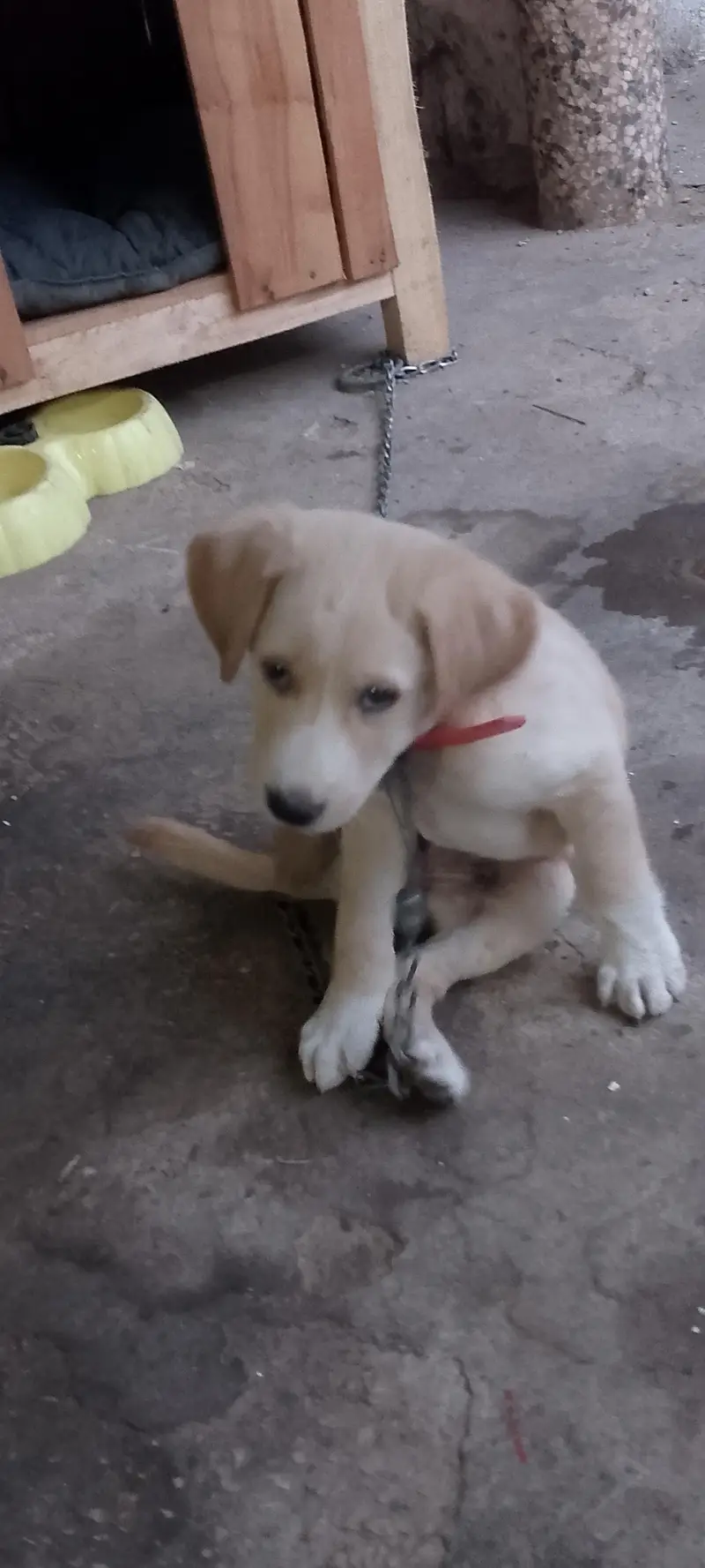 labrador puppy age 2month — photo 2