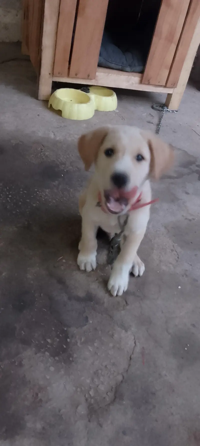 labrador puppy age 2month — photo 3