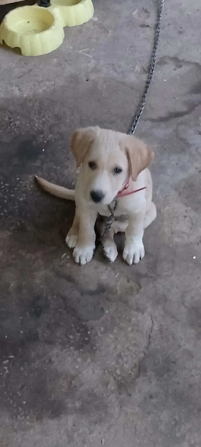 labrador puppy age 2month — photo 4