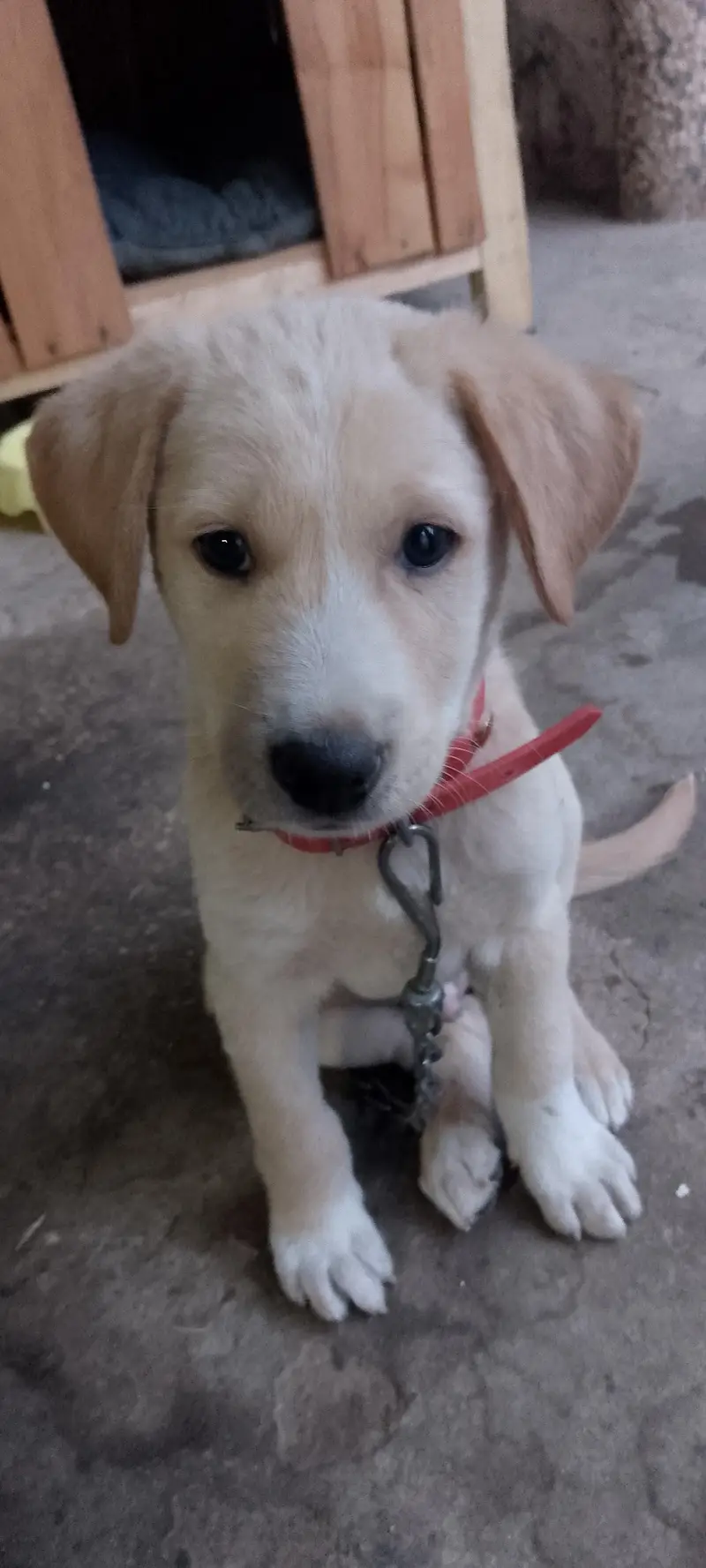 labrador puppy age 2month — photo 5