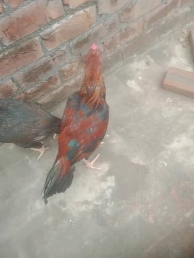 03248407741