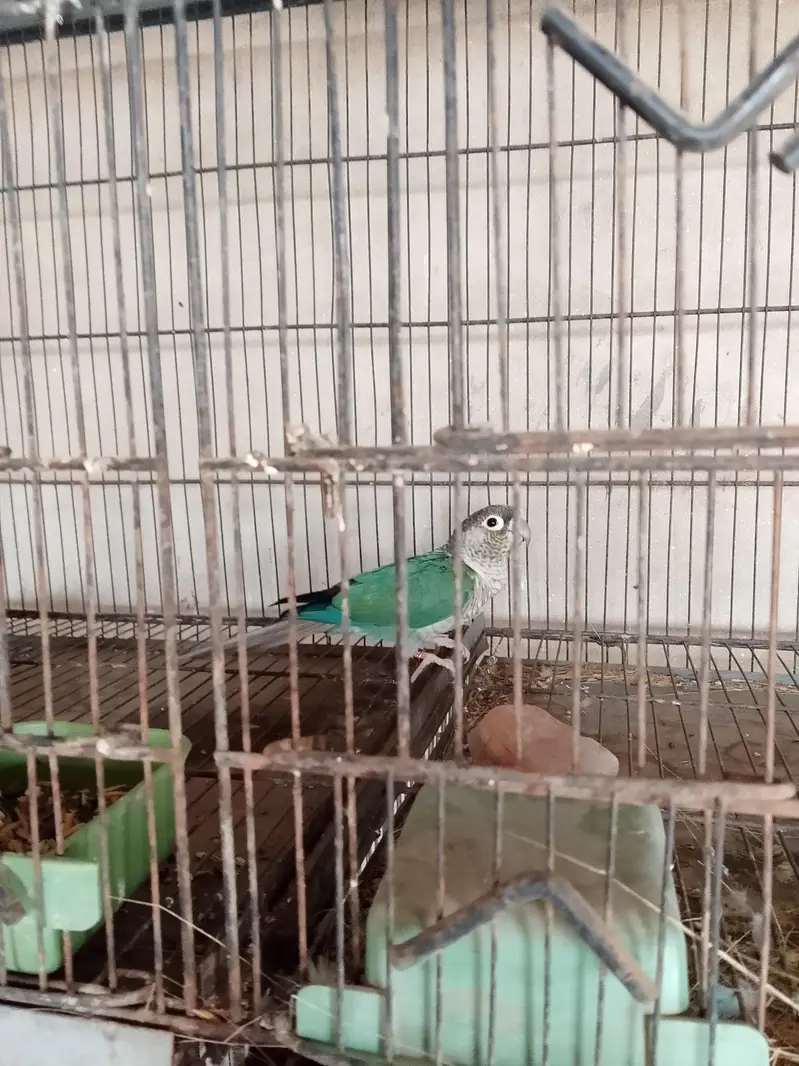 Blue Turquies and Blue cinnamon — photo 5