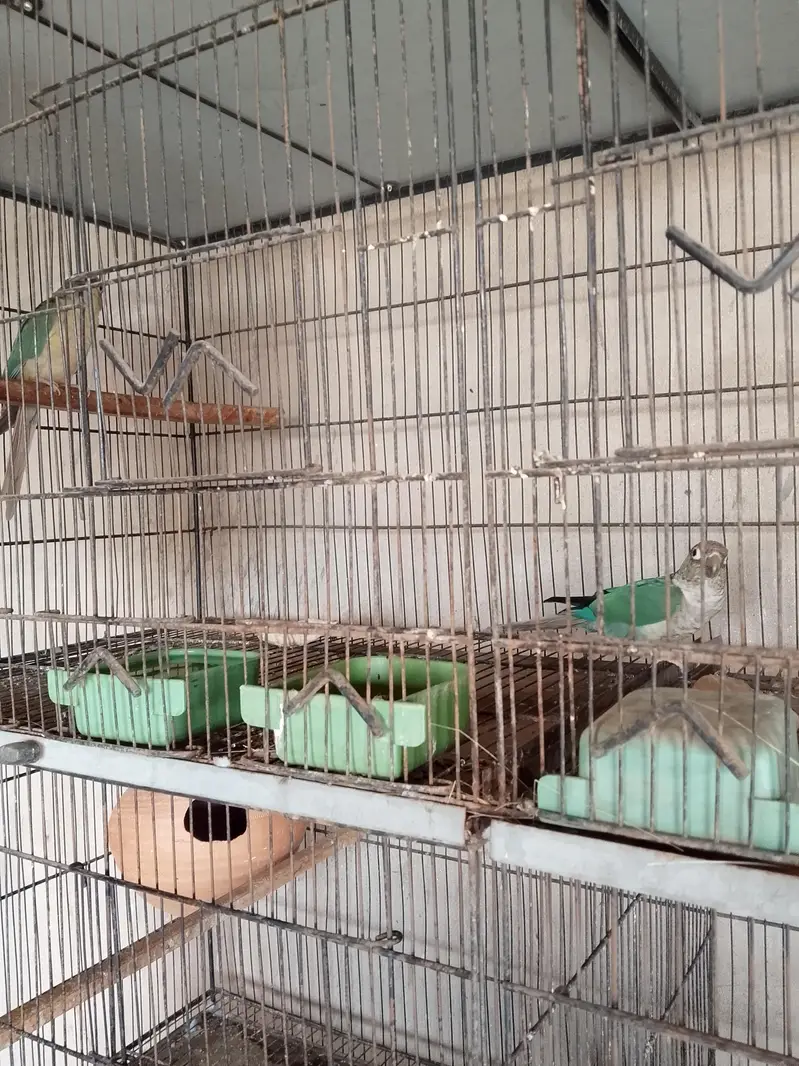 Blue Turquies and Blue cinnamon — photo 6